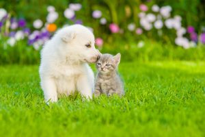 Prevention and Treatment For Pet Disease