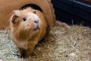 Importance of Veterinary Care for Pocket Pets