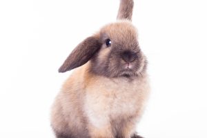 A Care Guide For New Rabbits Housing & Exercise