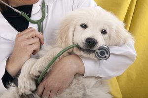 Happy National Pet Health Insurance Month!