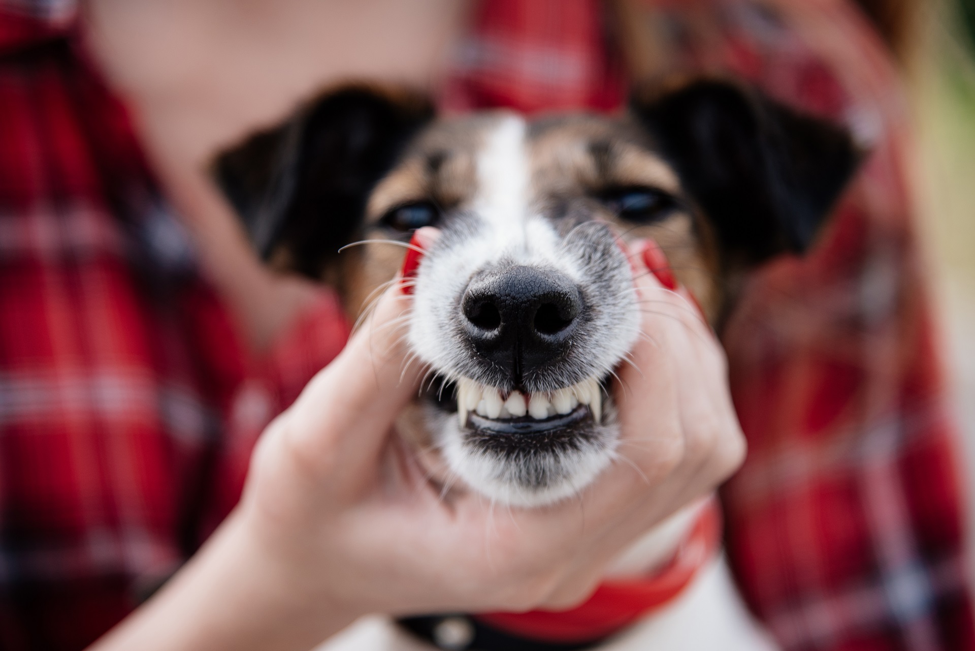 Does My Pet Need a Dental Cleaning? A to Z Veterinary Clinic