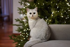 The Holidays and the Potential Pet Hazards